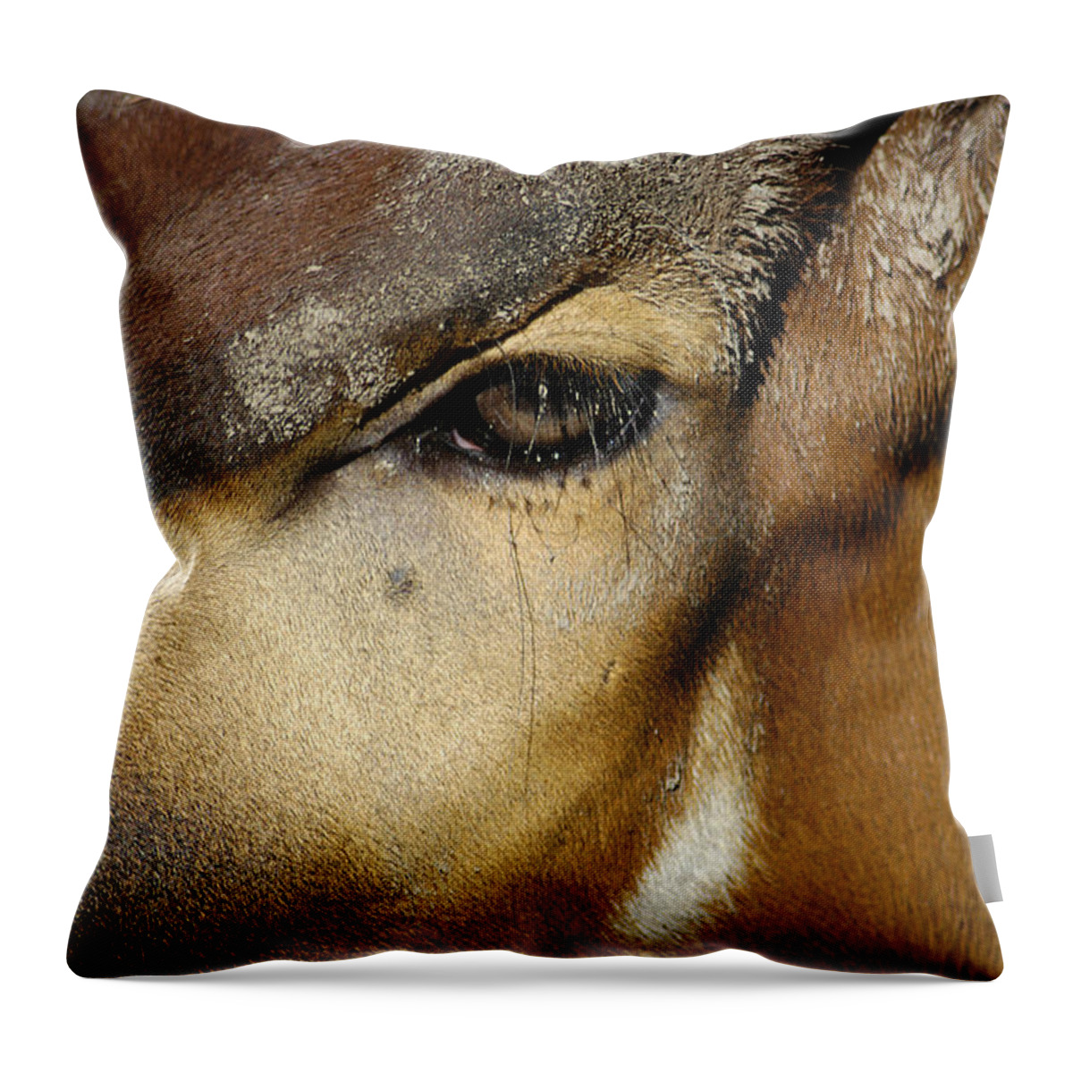 Memphis Zoo Throw Pillow featuring the photograph Close Encounter by DArcy Evans