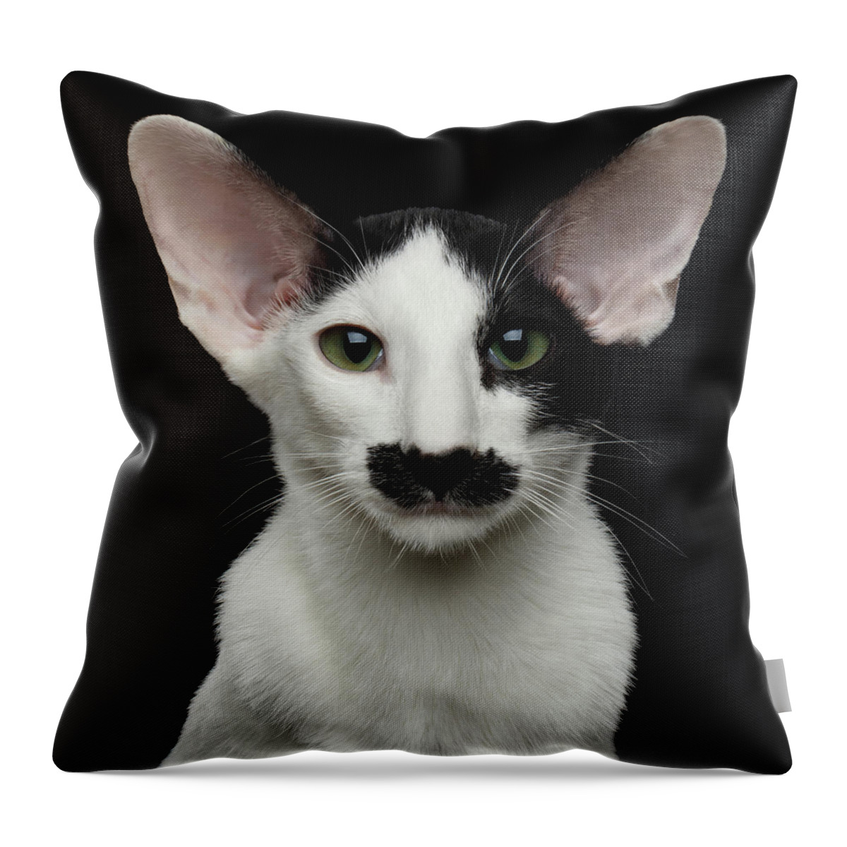 Closeup Throw Pillow featuring the photograph Closeup Funny Oriental Shorthair looking at camera Isolated, Bla by Sergey Taran