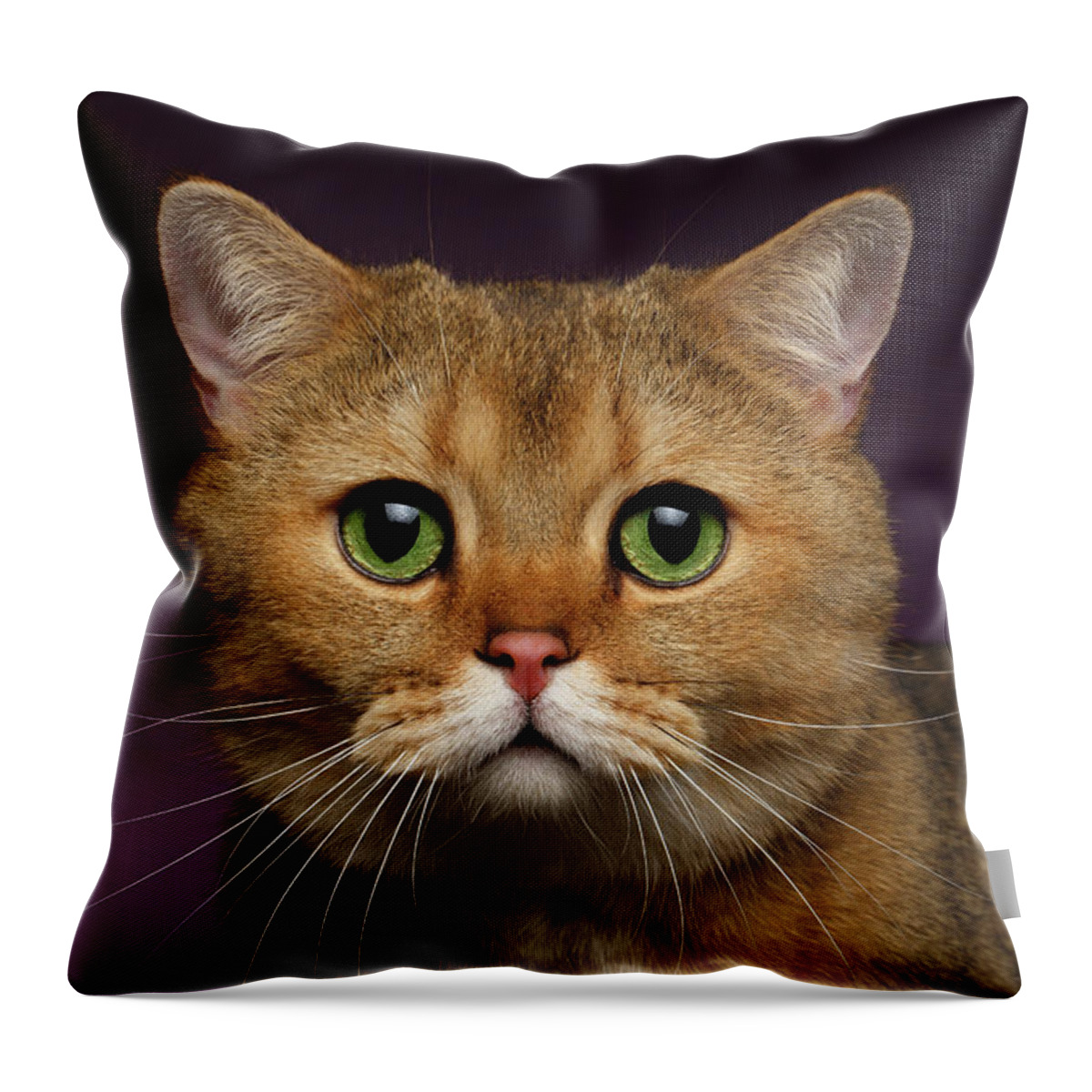Looking Throw Pillow featuring the photograph Closeup Golden British cat with green eyes on purple by Sergey Taran