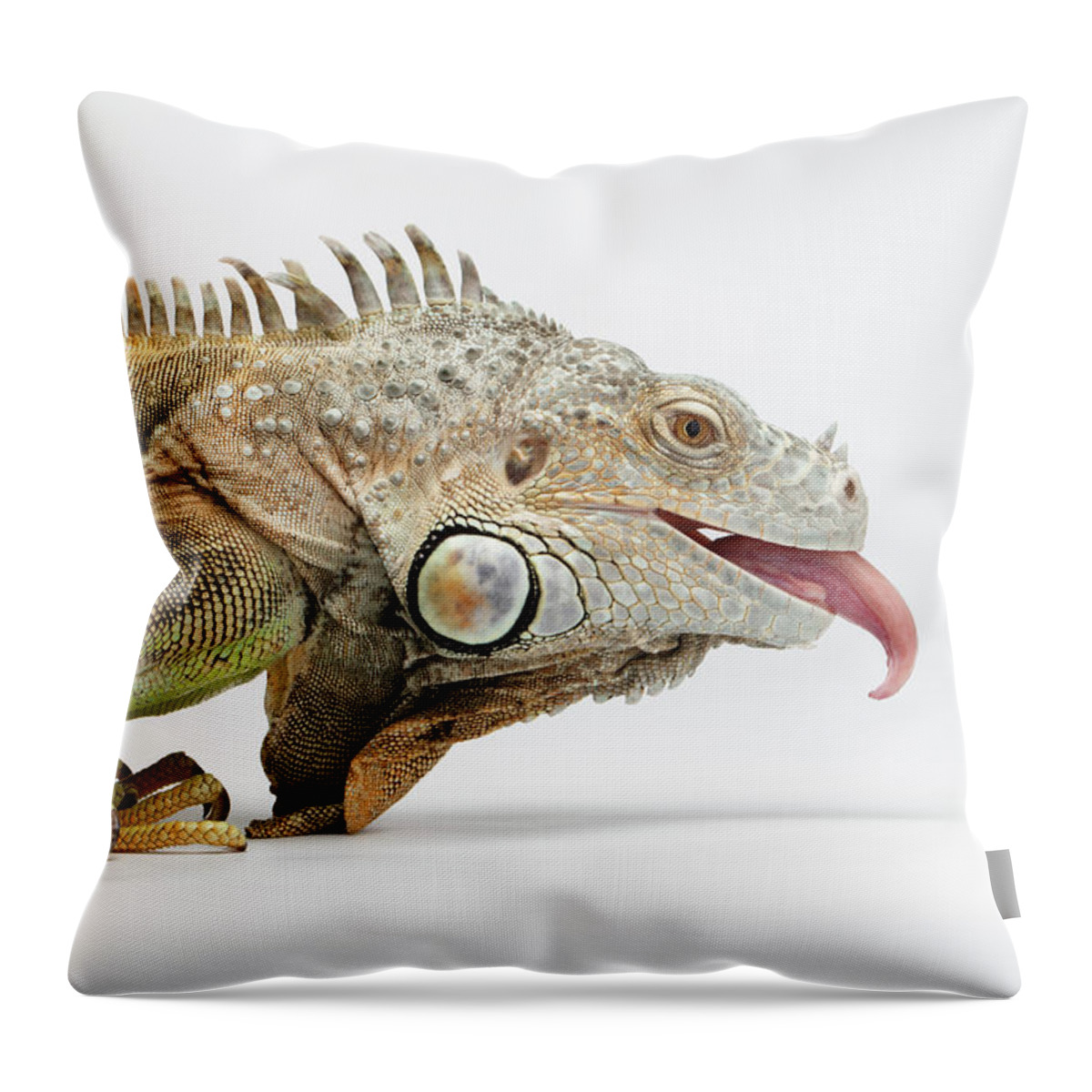 Iguana Throw Pillow featuring the photograph Closeup Green Iguana showing Tongue on White by Sergey Taran