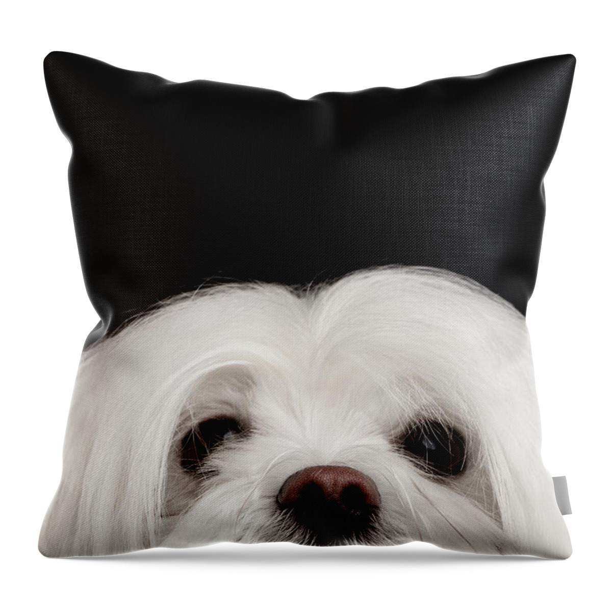 Maltese Throw Pillow featuring the photograph Closeup Nosey White Maltese Dog Looking in Camera isolated on Black background by Sergey Taran