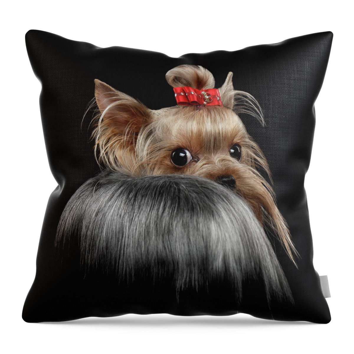  Closeup Throw Pillow featuring the photograph Closeup Yorkshire Terrier Dog, long groomed Hair Pity Looking back by Sergey Taran
