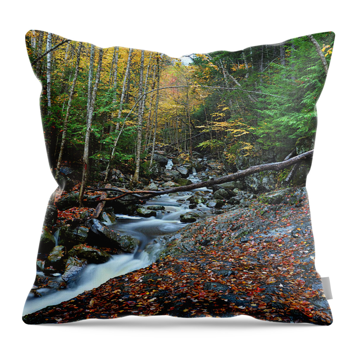 Photograph Throw Pillow featuring the photograph Coffee and Cream by Richard Gehlbach