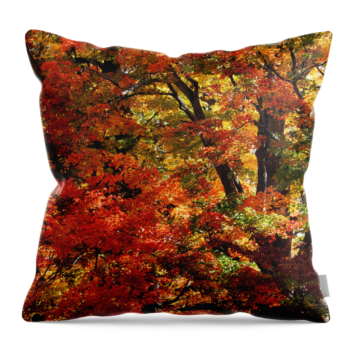 Fall Throw Pillow featuring the photograph Colors of Fall by William Selander