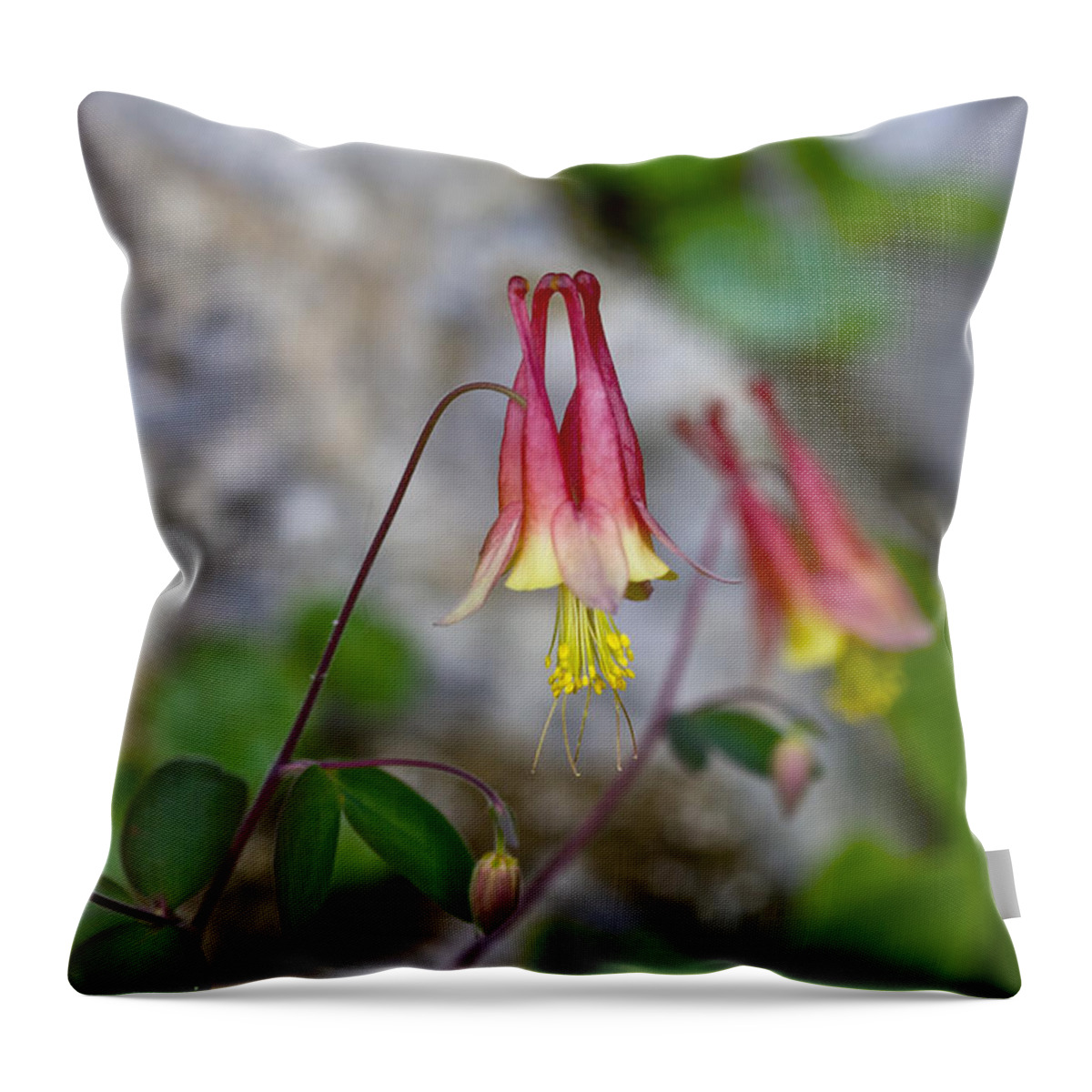 Beautiful Throw Pillow featuring the photograph Columbine by Jack R Perry