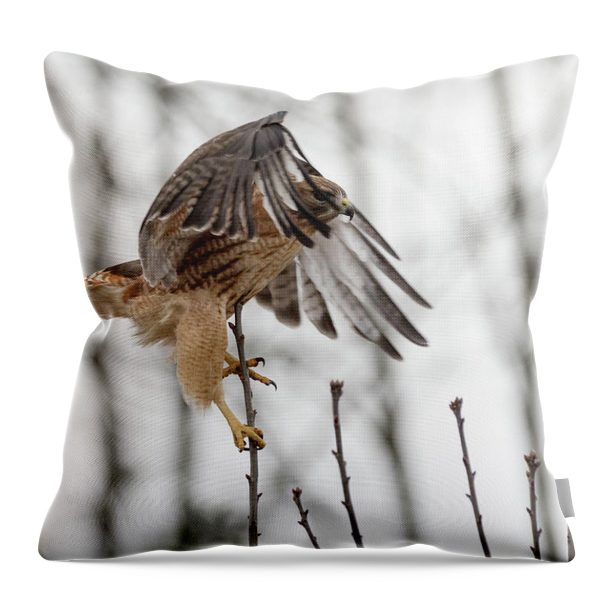 Westboylston Ma Mass Massachusetts Brian Hale Brianhalephoto Newengland New England Nicitating Membrane Blink Blinking Eye Eyelide Portrait Closeup Close Up Redtail Red-tail Red-shoulder Redshouldered Shouldered Red Tail Shoulder Hybrid Hawk Rare Come At Me Bro Throw Pillow featuring the photograph Come at me Bro by Brian Hale