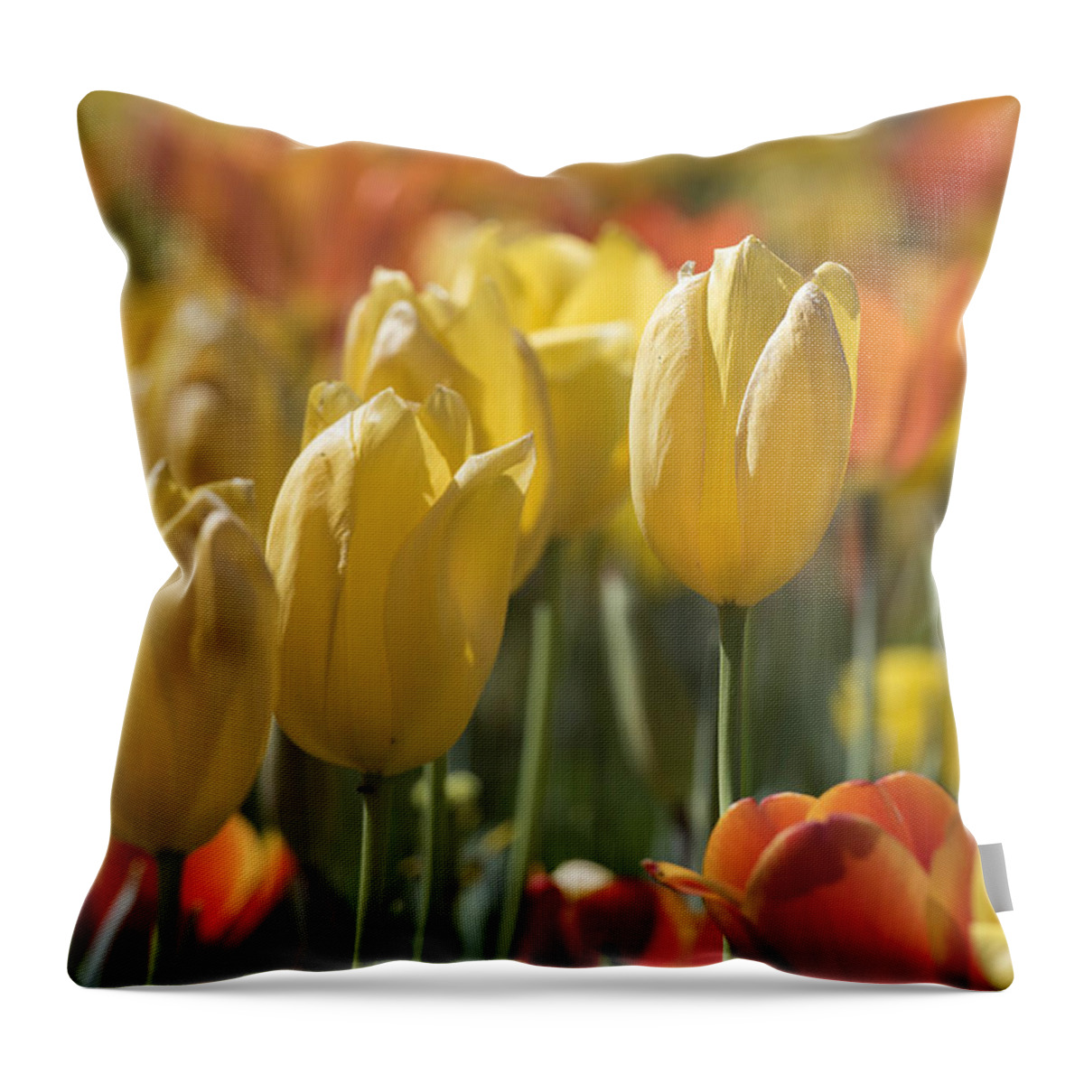 Tulipa Throw Pillow featuring the photograph Coming up Tulips by Jeanne May
