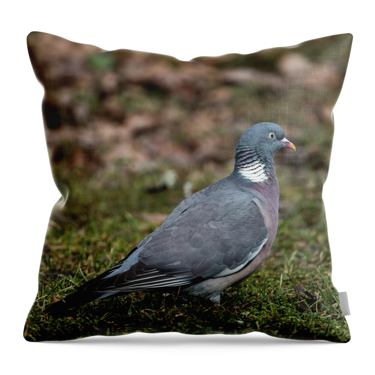 Common Wood Pigeon Throw Pillow featuring the photograph Common Wood Pigeon's profile by Torbjorn Swenelius