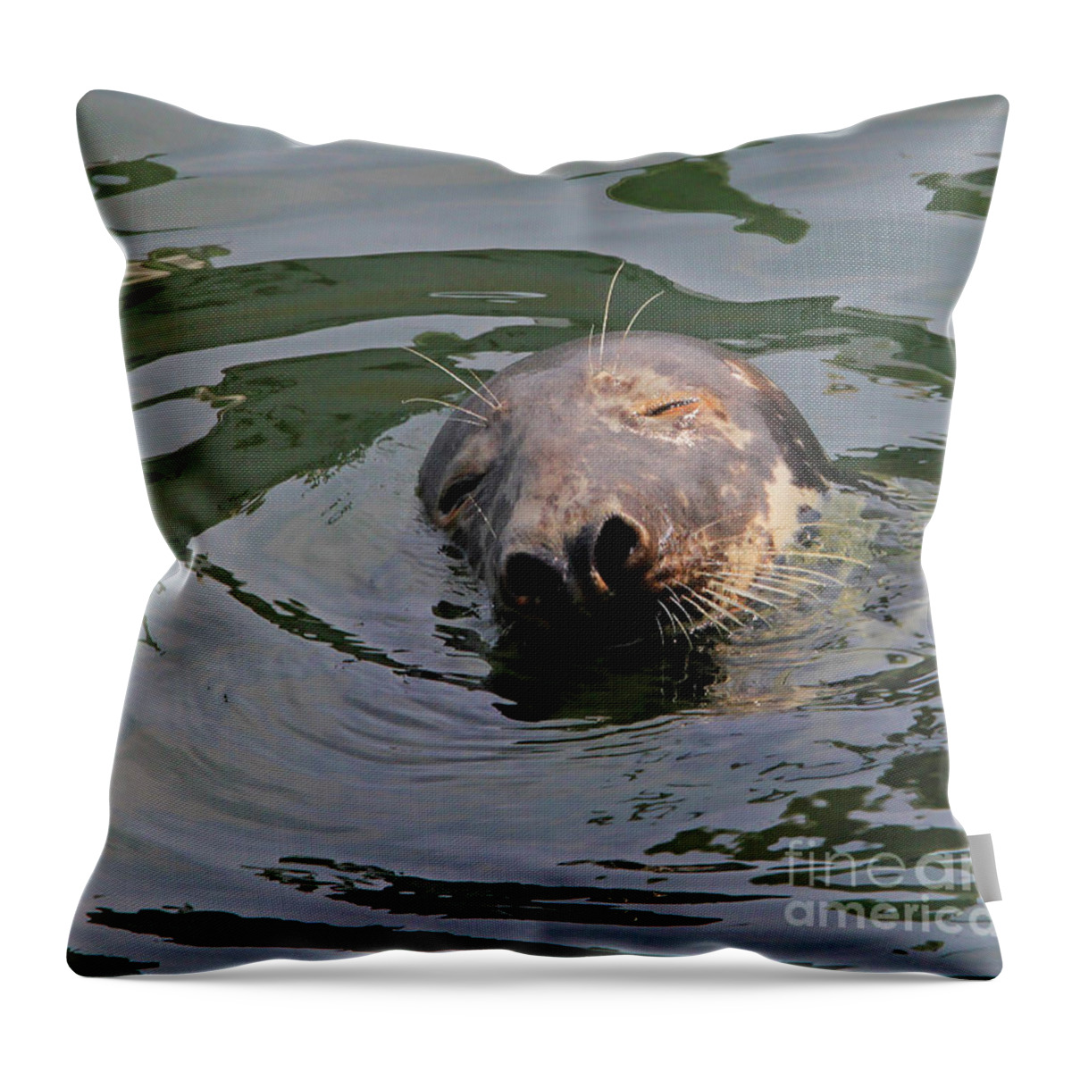 Seal.cape Cod Throw Pillow featuring the photograph Contentment by Paula Guttilla