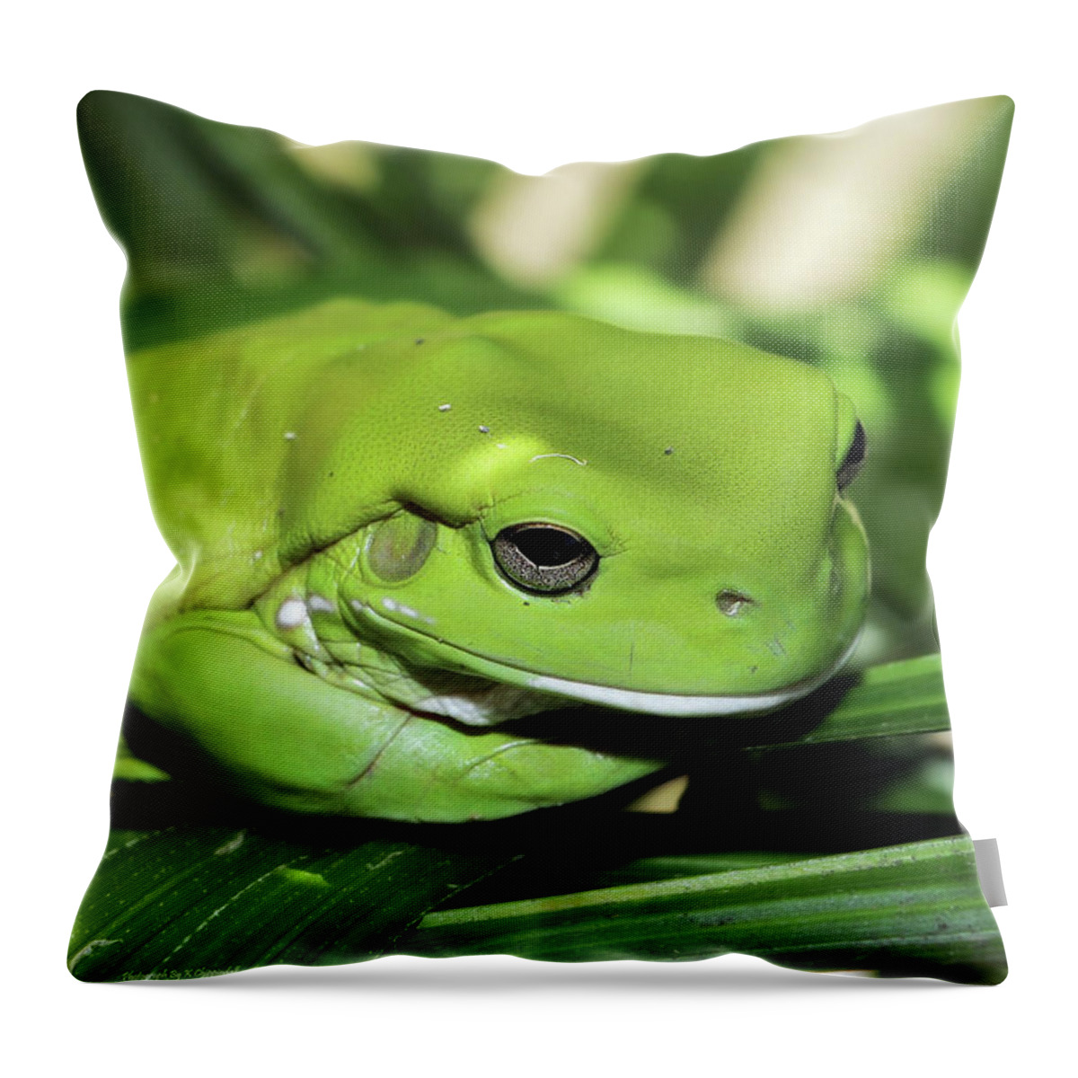 Green Frog Photography Throw Pillow featuring the photograph Cool green frog 001 by Kevin Chippindall