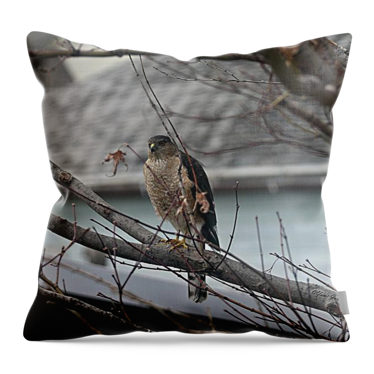 Hawk Throw Pillow featuring the photograph Cooper's Hawk by Yumi Johnson