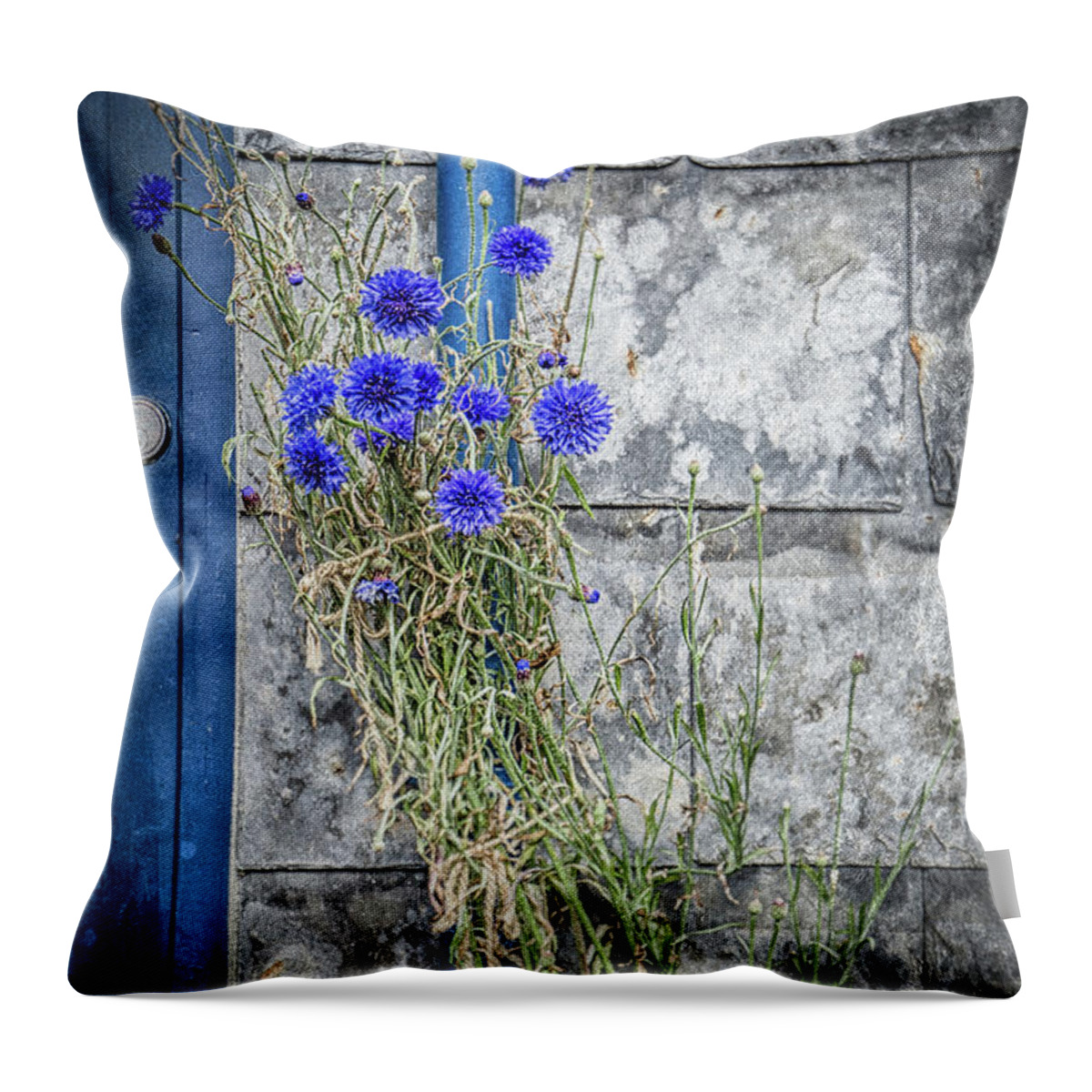 Cornflower Throw Pillow featuring the photograph Cornflowers by Nigel R Bell