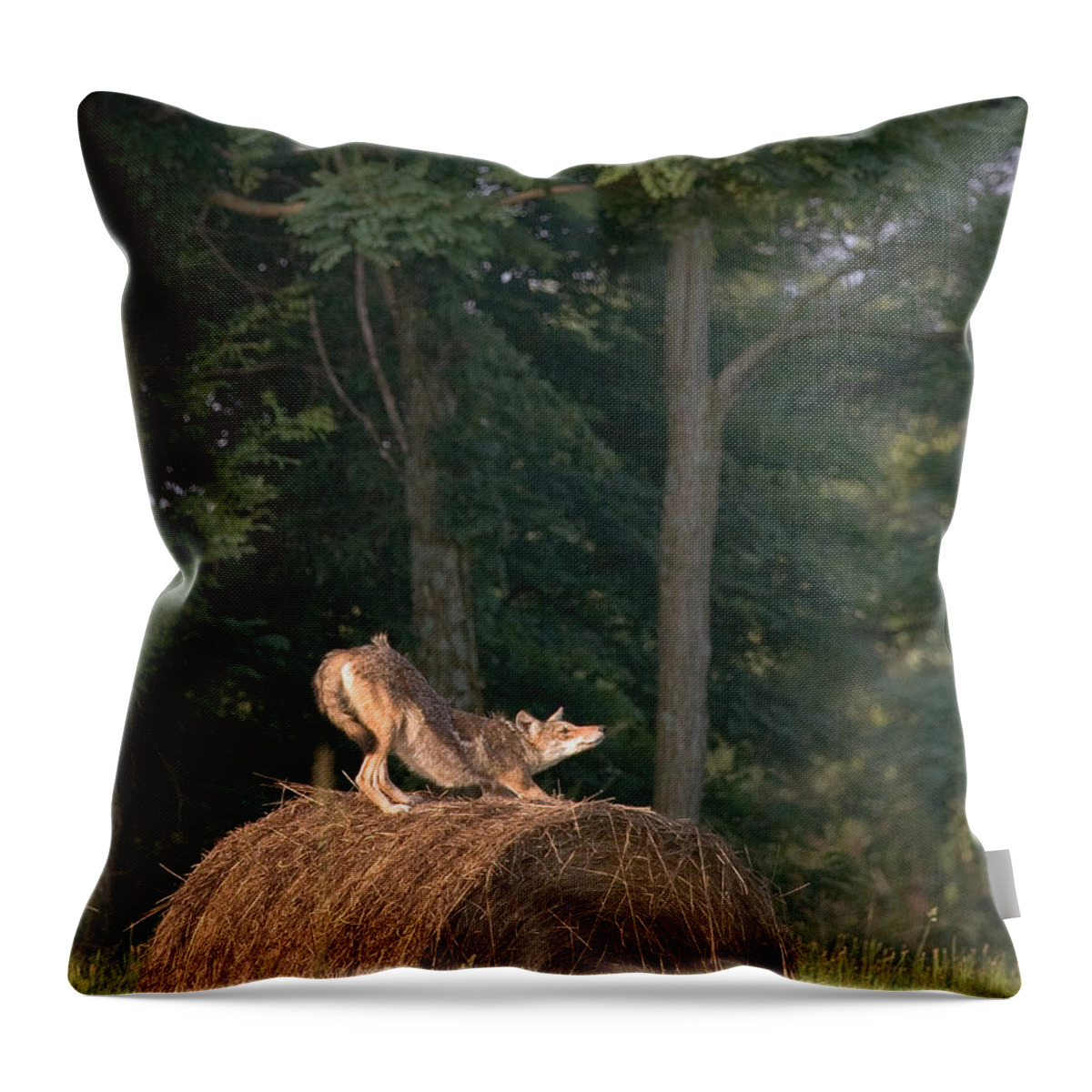 Coyote Throw Pillow featuring the photograph Coyote Stretching on Hay Bale by Michael Dougherty