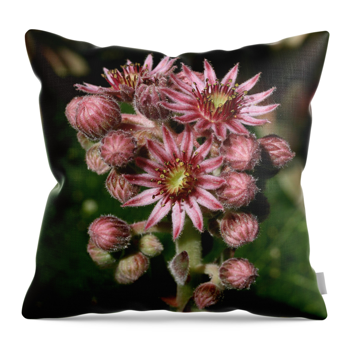 Cranberry Throw Pillow featuring the photograph Cranberry Delight by Tammy Pool