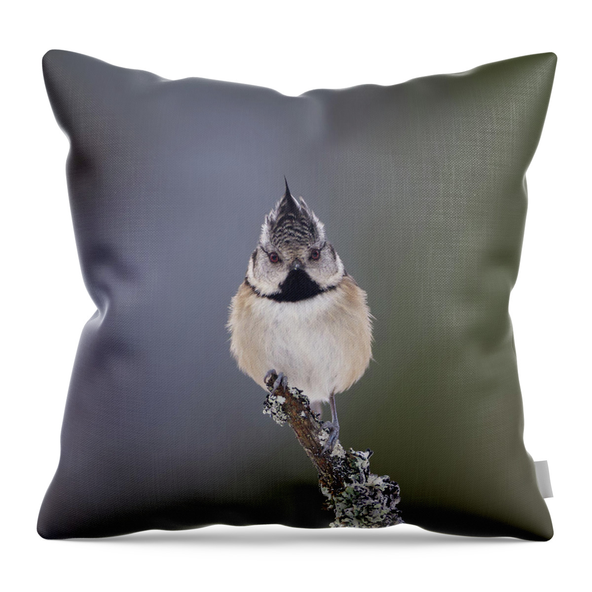 Crested Throw Pillow featuring the photograph Crested Tit by Pete Walkden