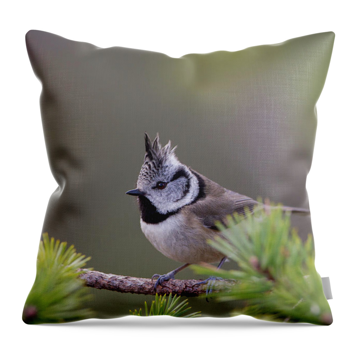 Crested Throw Pillow featuring the photograph Crested Tit Pine by Pete Walkden