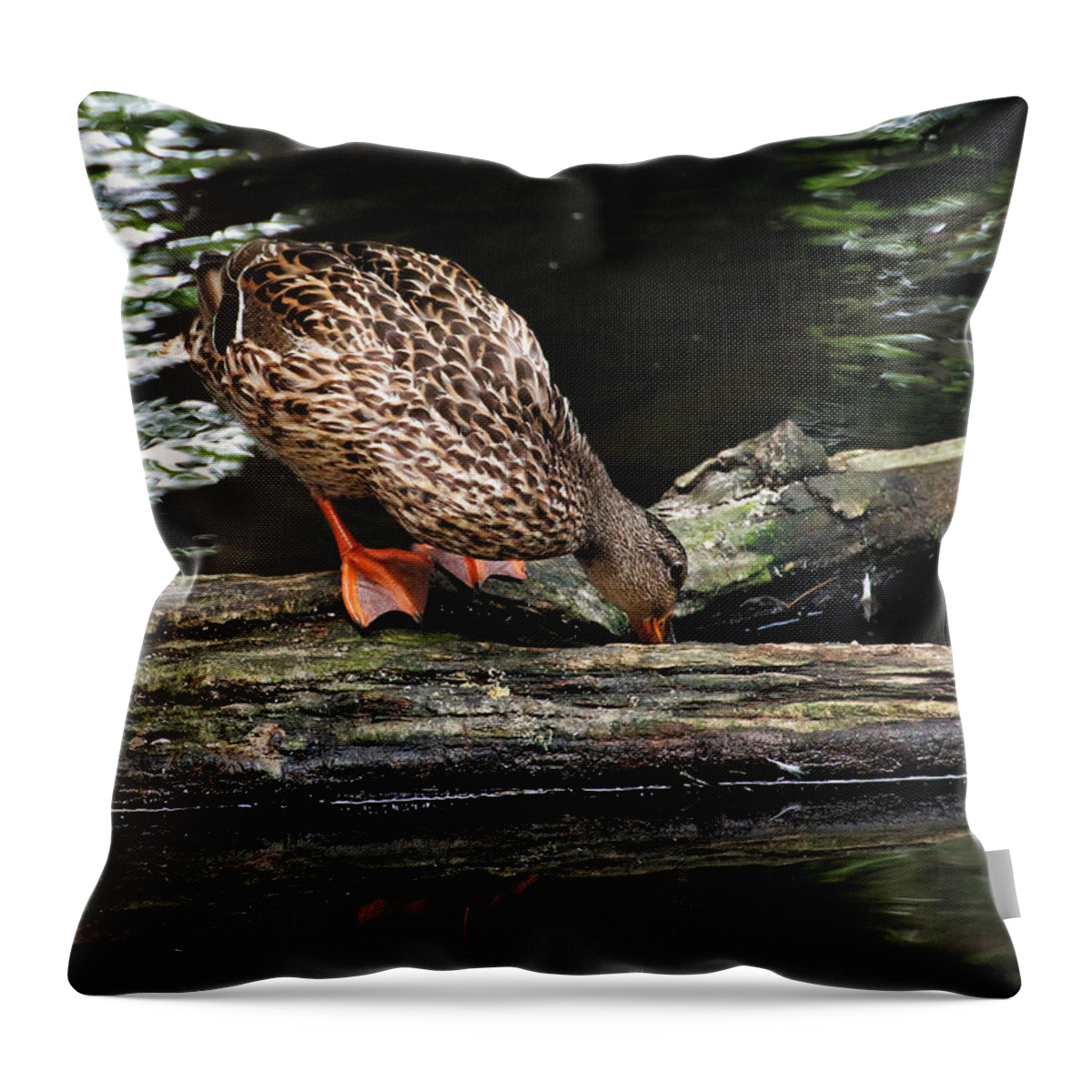 Wildlife Throw Pillow featuring the photograph Curious Duck by William Selander