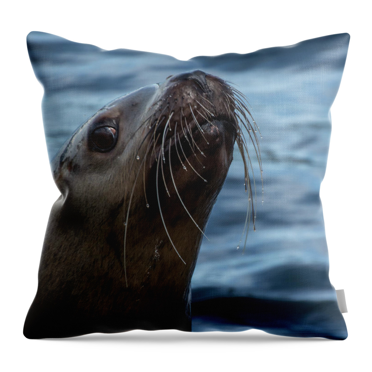 Sea Lion Throw Pillow featuring the photograph Curious Lion by David Kirby