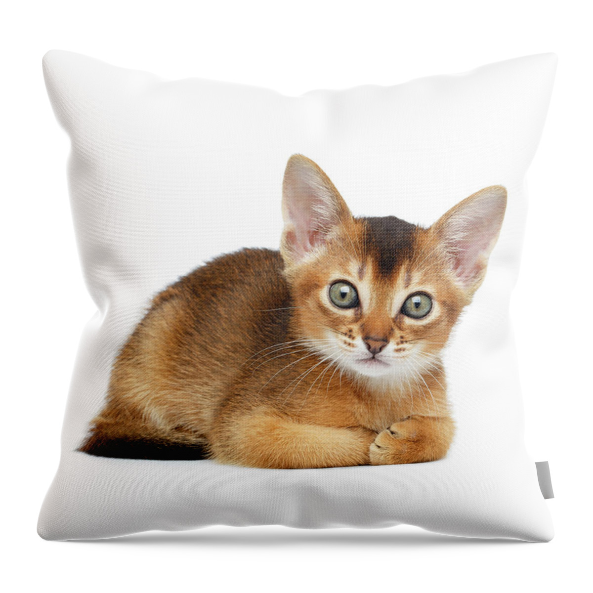 Cat Throw Pillow featuring the photograph Cute Abyssinian Kitty Funny Lying on Isolated White Background by Sergey Taran
