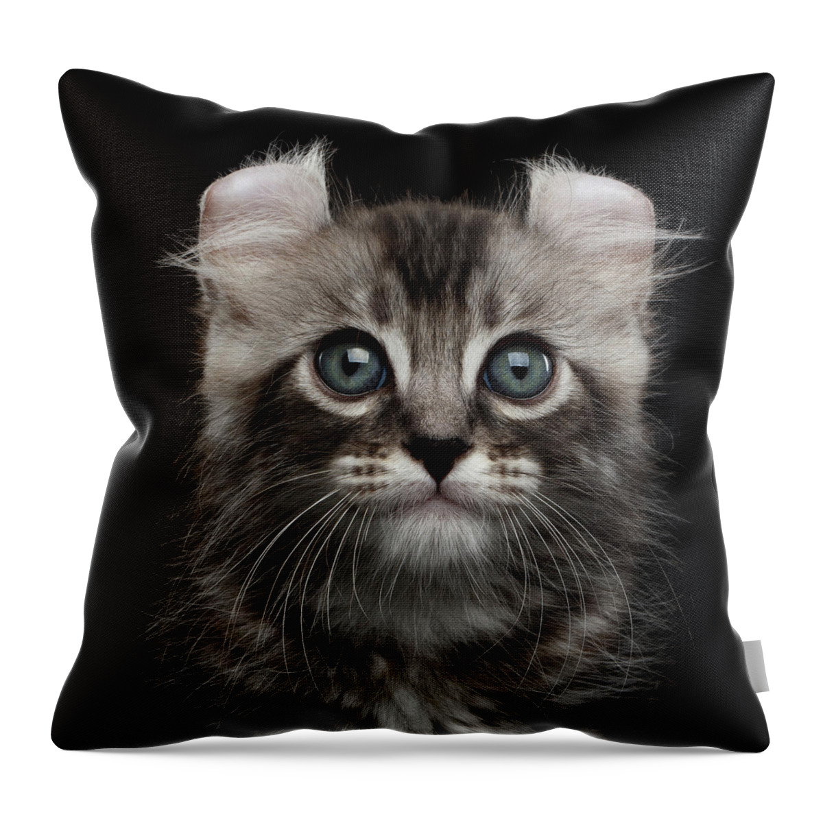 Curl Throw Pillow featuring the photograph Cute American Curl Kitten with Twisted Ears Isolated Black Background by Sergey Taran