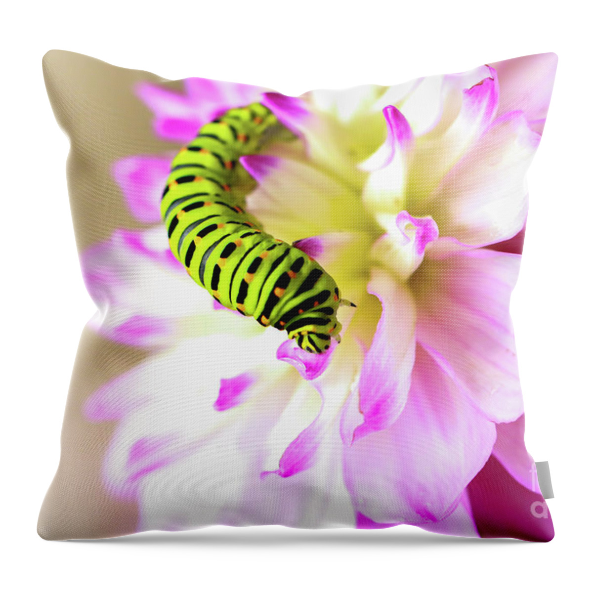 Dahlia Throw Pillow featuring the photograph Dahlia with Caterpillar by Amanda Mohler
