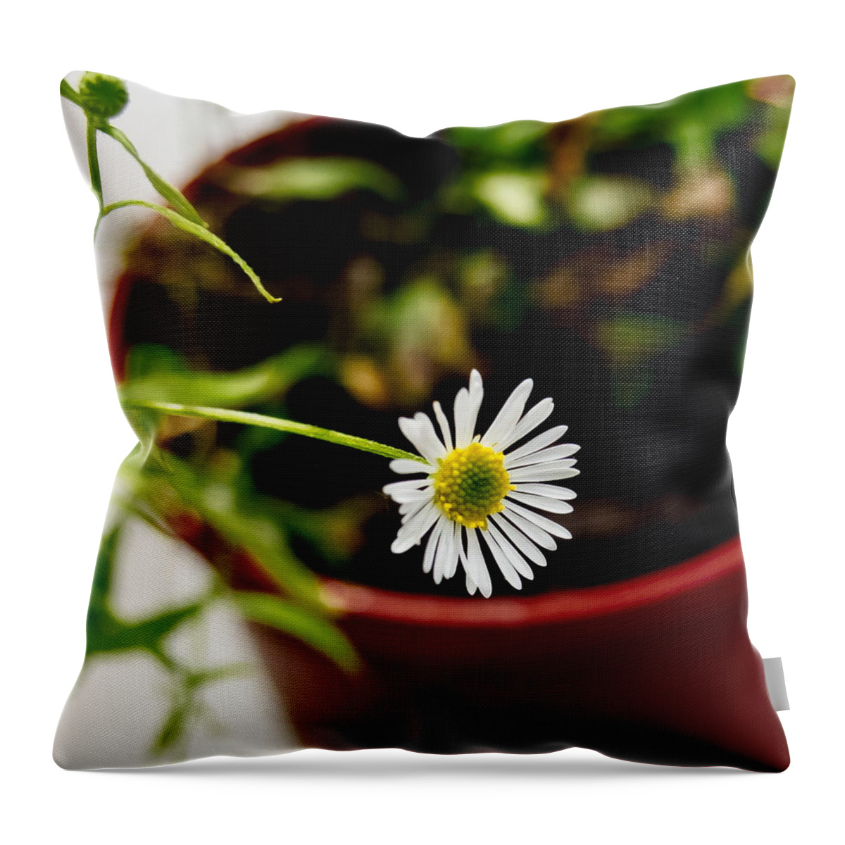 Daisy Throw Pillow featuring the photograph Daisy or What. by Elena Perelman