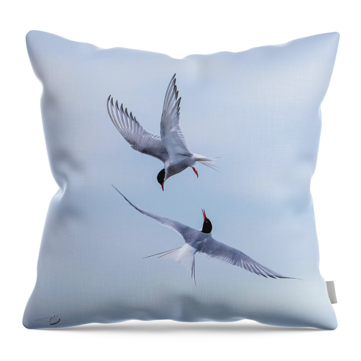 Dancing Arctic Terns Throw Pillow featuring the photograph Dancing Arctic Terns by Torbjorn Swenelius