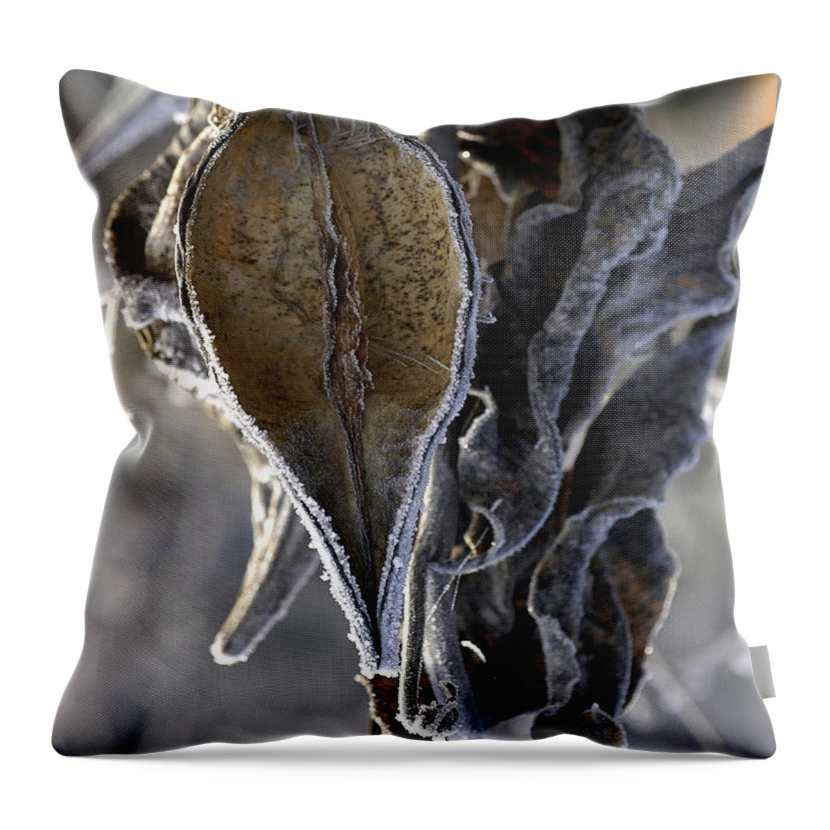 Milkweed Throw Pillow featuring the photograph Delivered - Milkweed by DArcy Evans