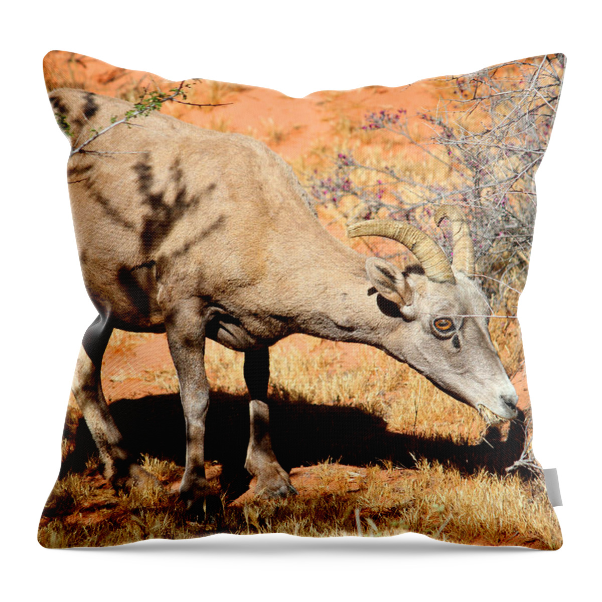 Valley Of Fire Throw Pillow featuring the photograph Desert BigHorn Sheep by Brook Burling