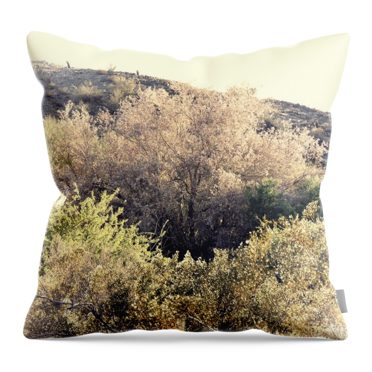 Afternoon Light Throw Pillow featuring the photograph Desert Ironwood Afternoon by Judy Kennedy