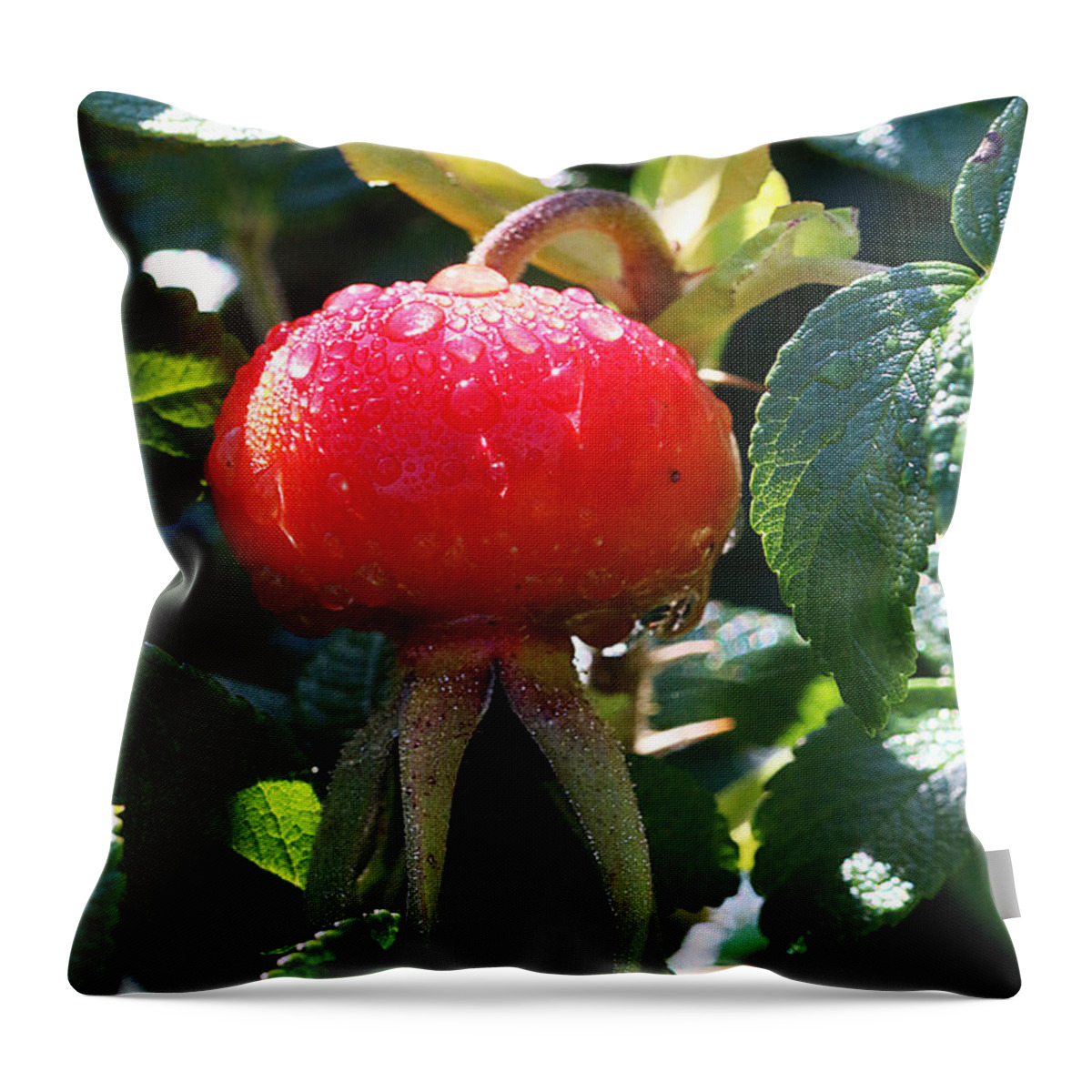 Flower Throw Pillow featuring the photograph Dew Drops on Rose Hip by William Selander