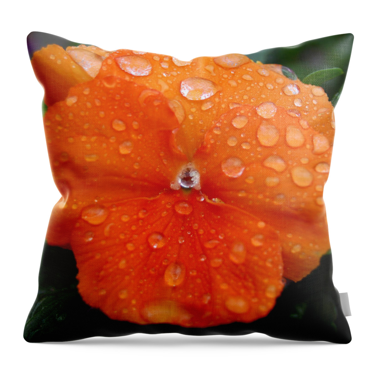 Flower Throw Pillow featuring the photograph Dewy Pansy 1 by Amy Fose