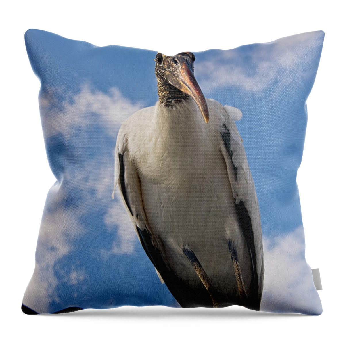Stork Throw Pillow featuring the photograph Do I Know You by Christopher Holmes