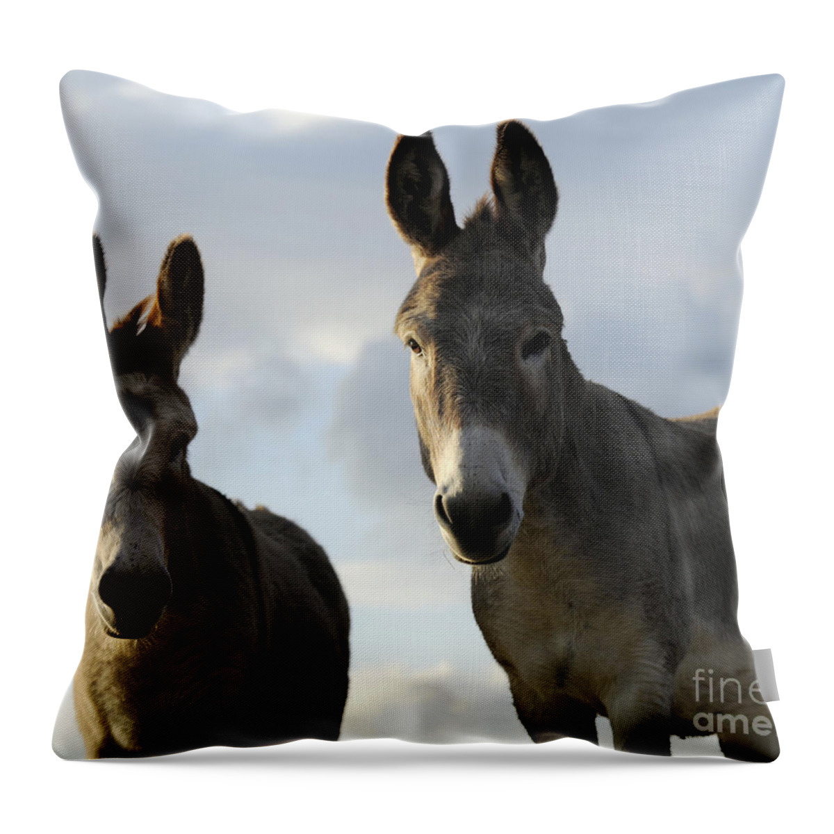 Donkeys Throw Pillow featuring the photograph Donkeys #599 by Carien Schippers