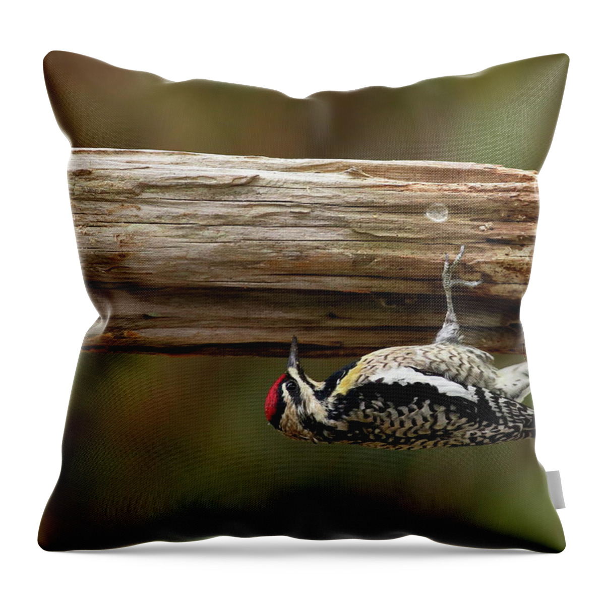 Bird Throw Pillow featuring the photograph Hairy Woodpecker by Daniel Reed