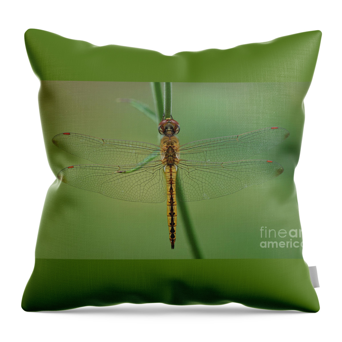 Dragonfly Throw Pillow featuring the photograph Dragonfly Gold by Robert E Alter Reflections of Infinity