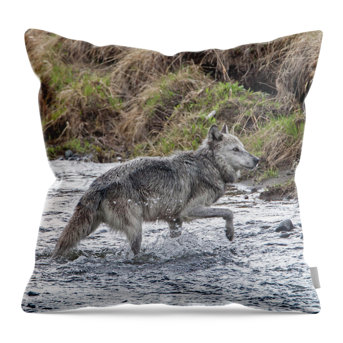 Wolf Throw Pillow featuring the photograph Druid Wolf 21M in Soda Butte Creek by Mark Miller