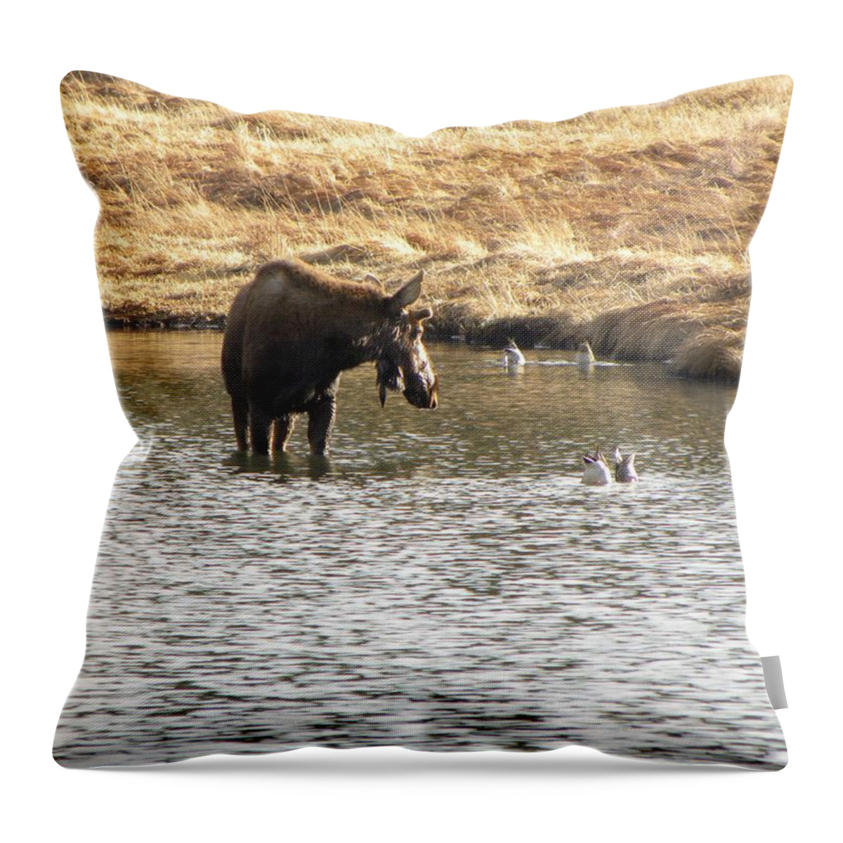 Animal Throw Pillow featuring the photograph Ducks - Moose Rollinsville CO by Margarethe Binkley