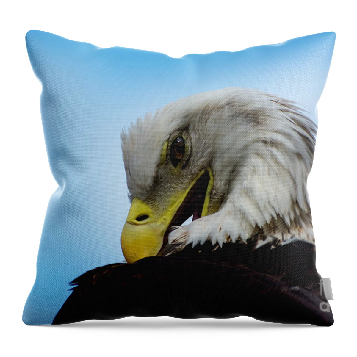 Eagle Throw Pillow featuring the photograph Eagle by Quinn Sedam