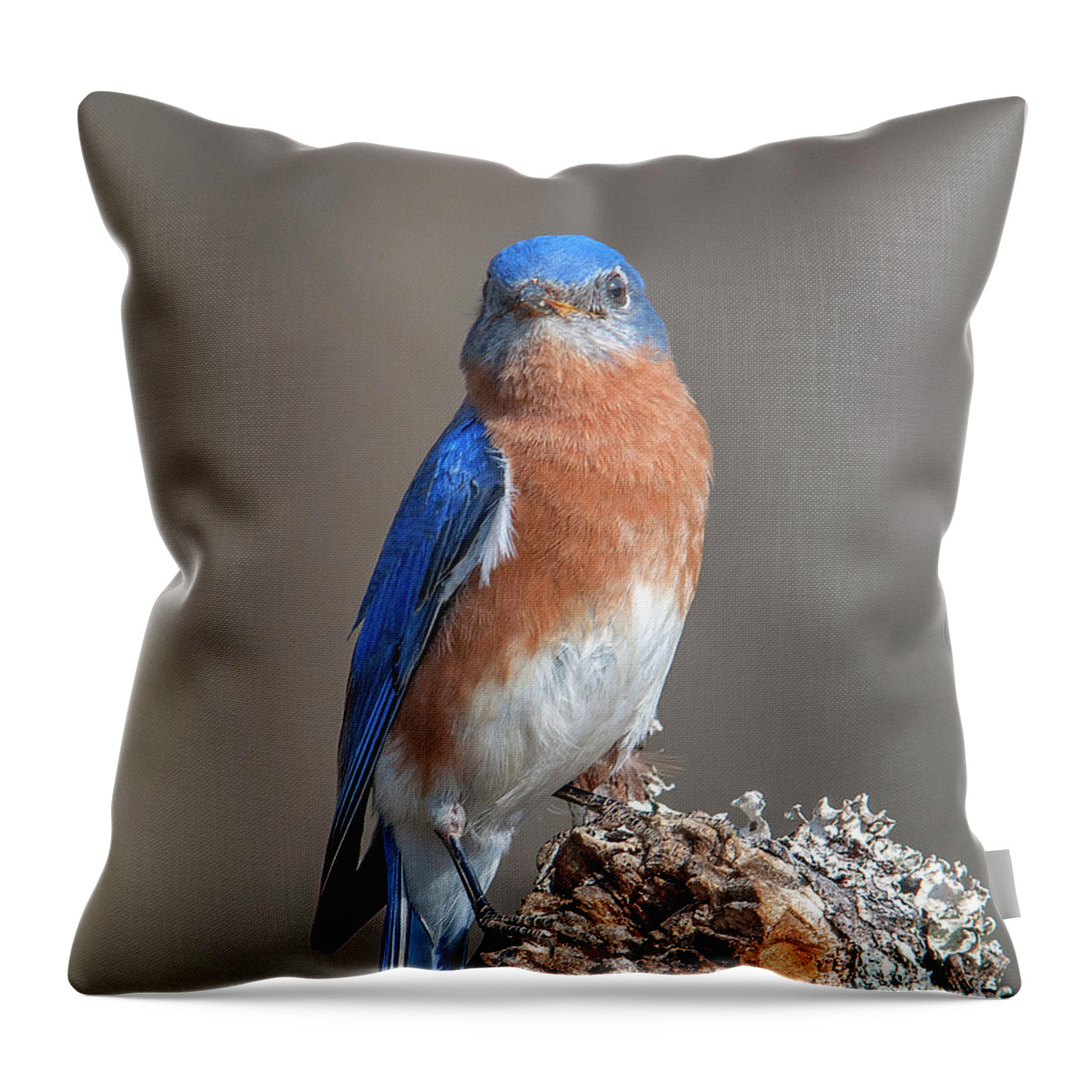 Nature Throw Pillow featuring the photograph Eastern Bluebird DSB0300 by Gerry Gantt