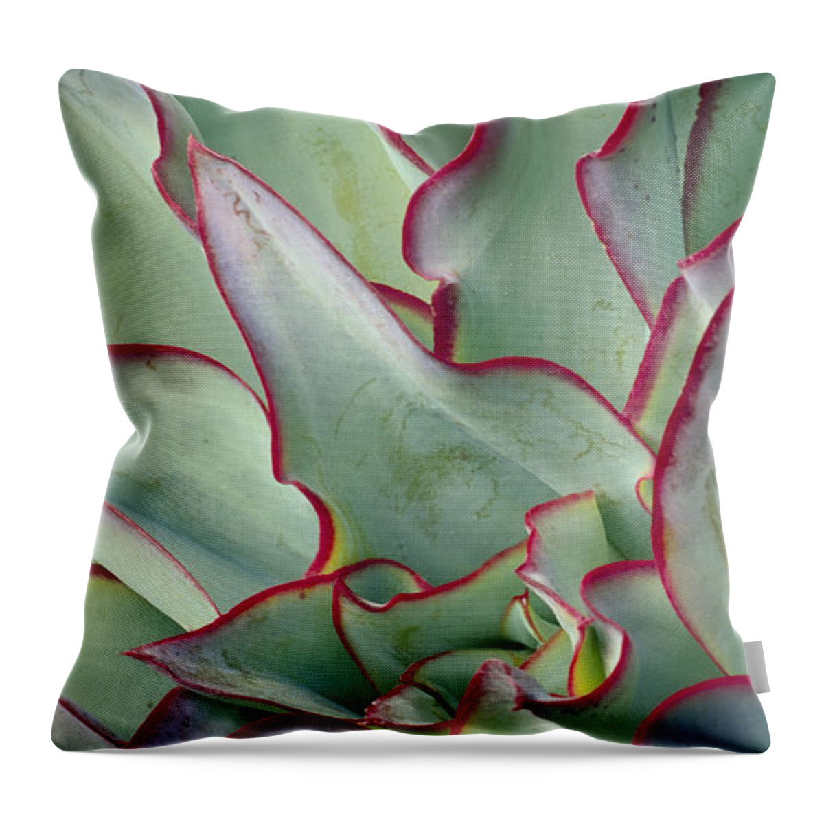 Green Wall Throw Pillow featuring the photograph Echeveria subrigida by Saxon Holt