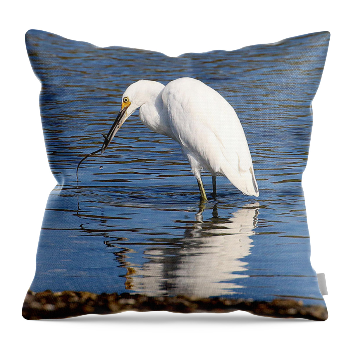 Wildlife Throw Pillow featuring the photograph Egret Eating Eel 4 by William Selander