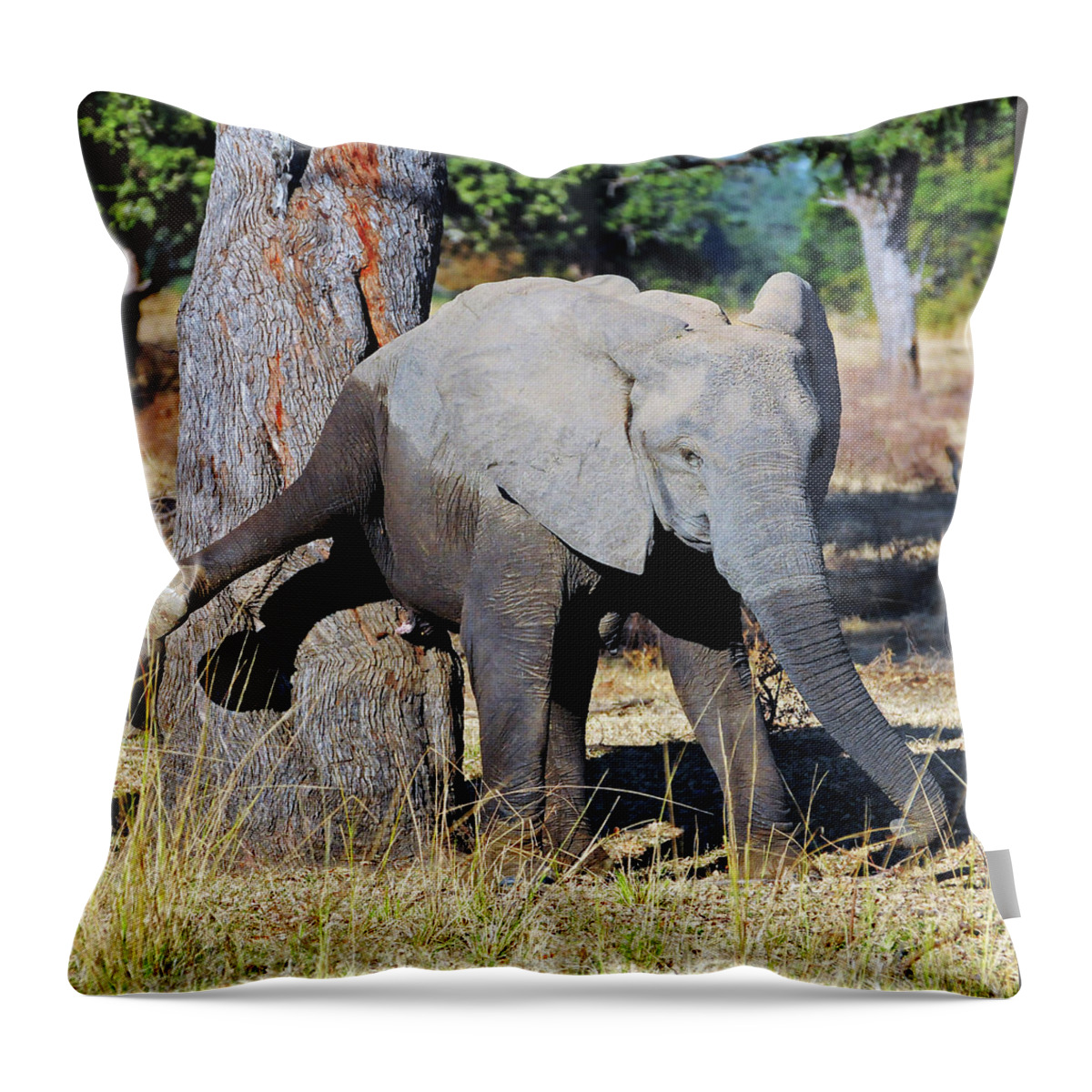 Elephant Throw Pillow featuring the photograph Elephant Scratching Rump by Ted Keller
