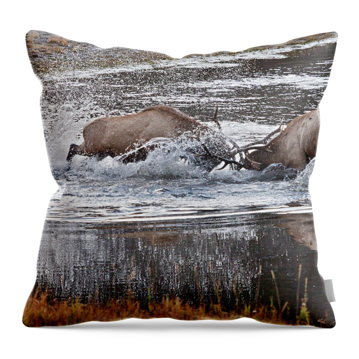Elk Throw Pillow featuring the photograph Elk Fight by Wesley Aston