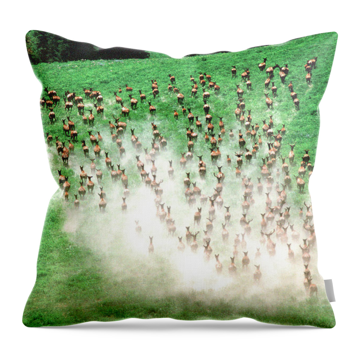 Elk Throw Pillow featuring the photograph Elk Stampede by Ted Keller