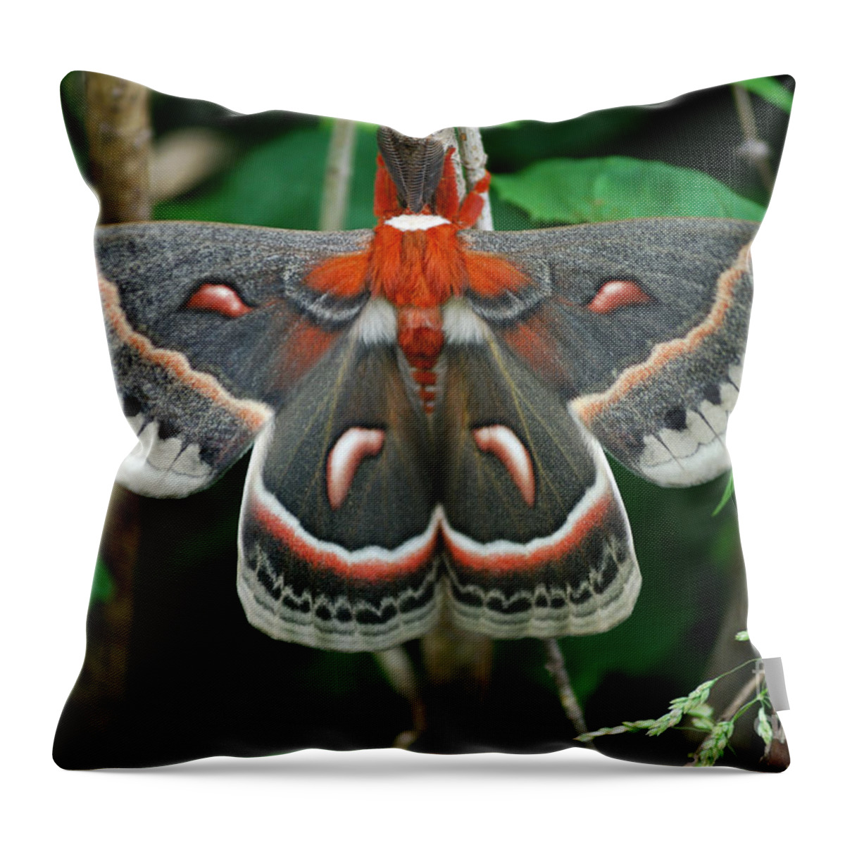 Cecropia Moth Throw Pillow featuring the photograph Emergence by Randy Bodkins