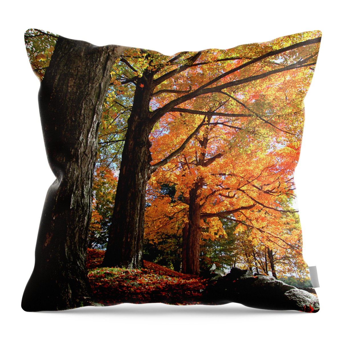 Photography Throw Pillow featuring the photograph Emery Farm Trees Fall Foliage by Brett Pelletier