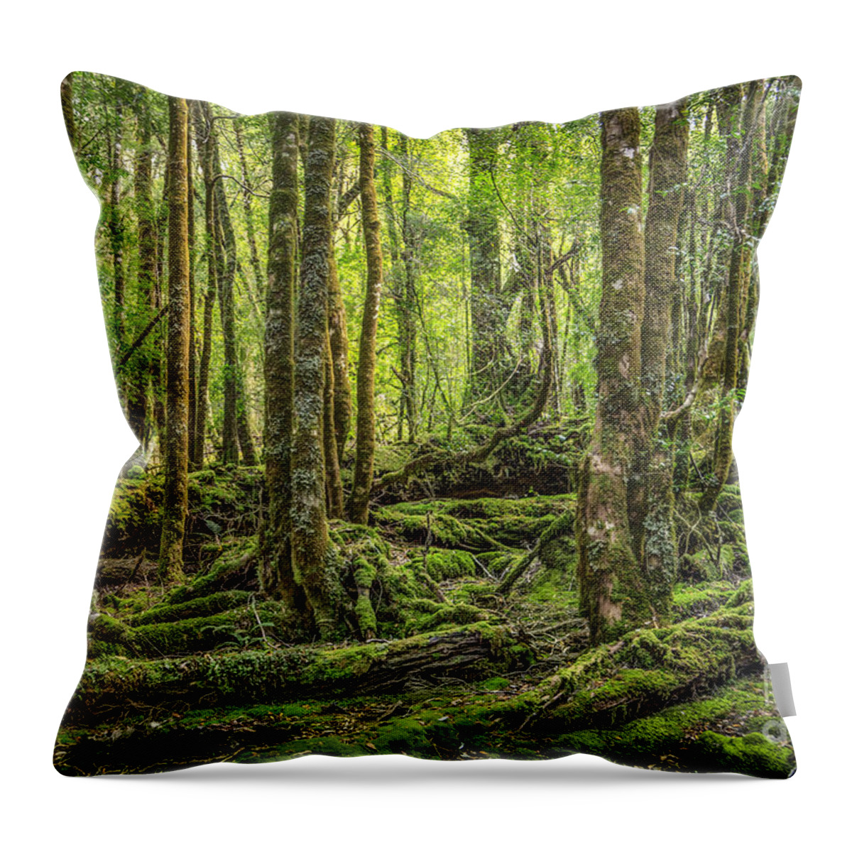 Kremsdorf Throw Pillow featuring the photograph Enchanted Forest by Evelina Kremsdorf