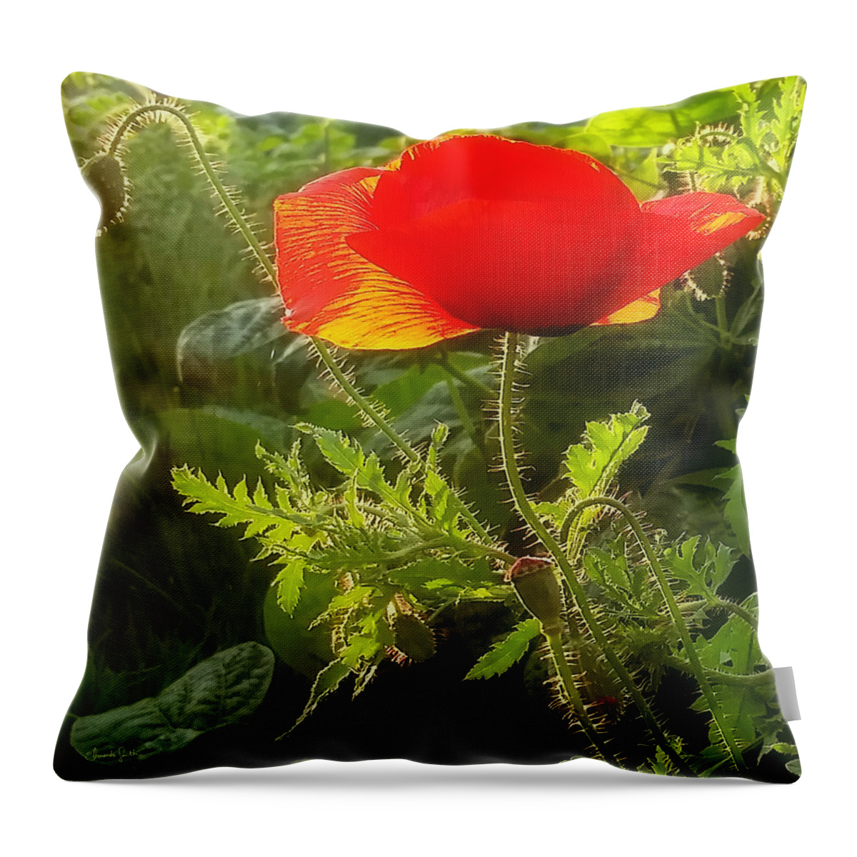 Poppy Throw Pillow featuring the photograph Red Poppy at Sunset by Amanda Smith