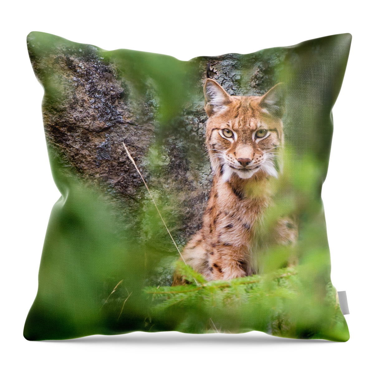 Eurasian Lynx Throw Pillow featuring the photograph Eurasian lynx by Torbjorn Swenelius